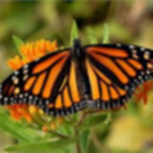 Meet your Posher, Edith